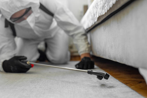 Professional Bed Bug Control technician working in Harlingen, TX